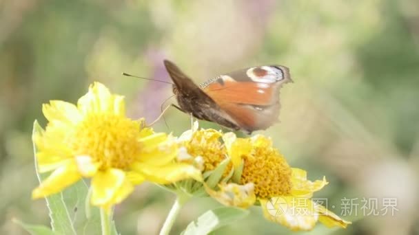 蝴蝶与花视频