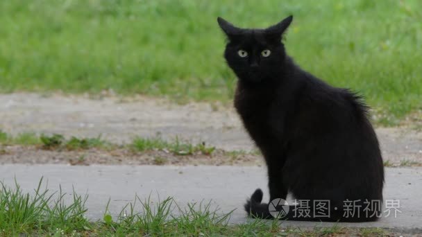 行走在夏天城市公园的绿色草地上的黑色宠物猫