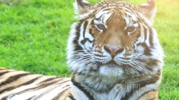 孟加拉虎，也称为皇家孟加拉虎 （虎），是大多数无数老虎亚种。它是国家级保护动物印度和孟加拉国