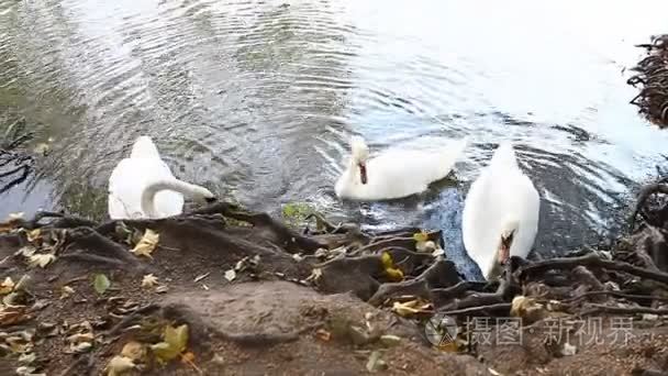 白色天鹅在池塘，风景优美，景观的秋天，大自然