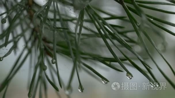 一棵松树与雨滴的分支。水滴在松针树上