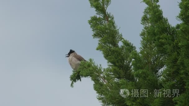 红胡子鹎执行攻击性行为