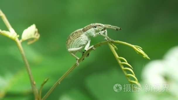 攀爬植物枝干上的鼻虫视频