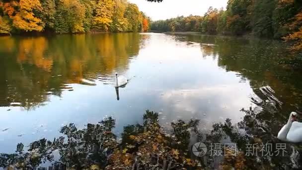白色天鹅在池塘，风景优美，景观的秋天，大自然