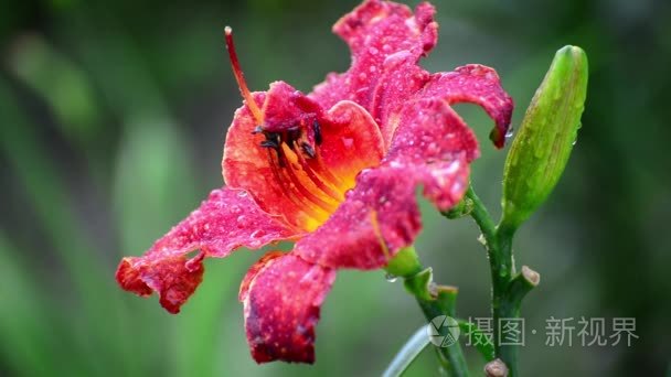 红特里黄花菜雨后视频