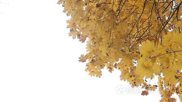在公园里的黄色秋天的落叶视频