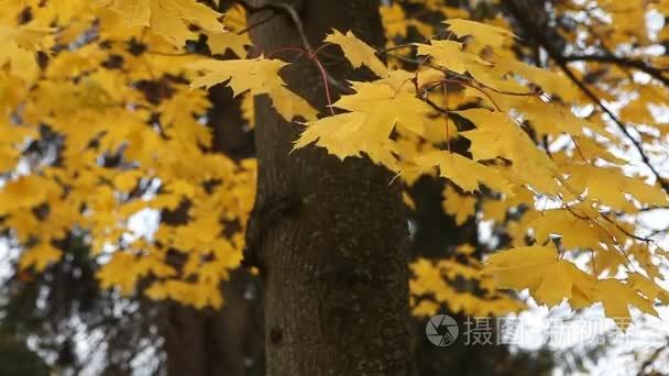 在公园里的黄色秋天的落叶视频