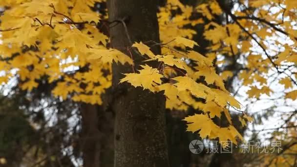 在公园里的黄色秋天的落叶视频