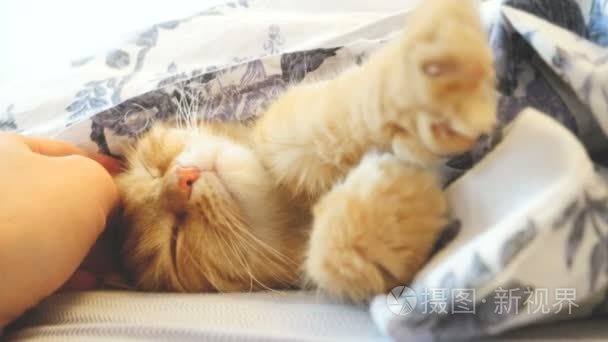 可爱的姜猫躺在床上在毯子下面。蓬松的宠物安顿睡着。男人抚摸一只猫。温馨的家庭背景，与有趣的宠物