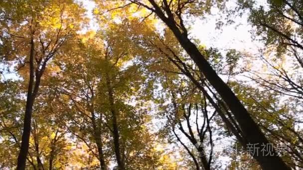 森林树木与黄色的树叶视频