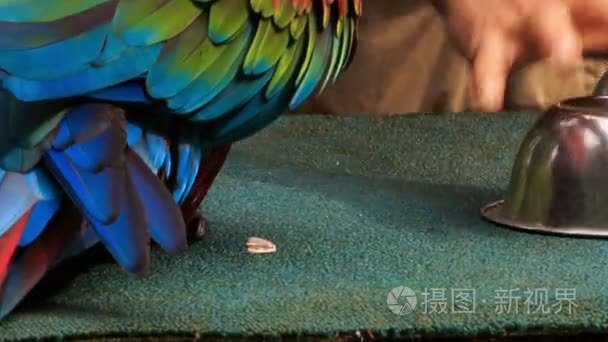 金刚鹦鹉鹦鹉发现球视频
