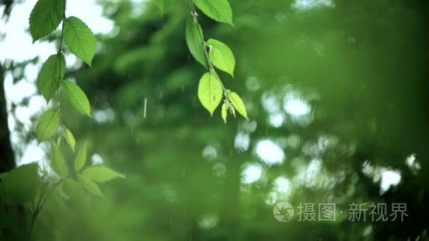 绿色树枝下雨落下