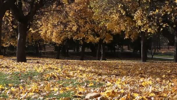 与强风吹落树叶秋天公园风景视频