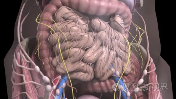 人体解剖学.腹部运动内脏短视频