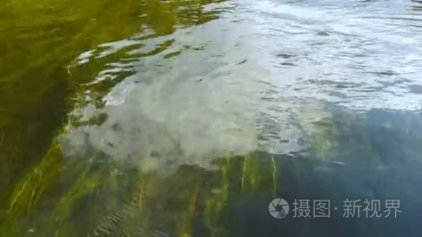 海藻和石头河水中视频