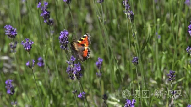 网关守卫蝴蝶采集花蜜视频