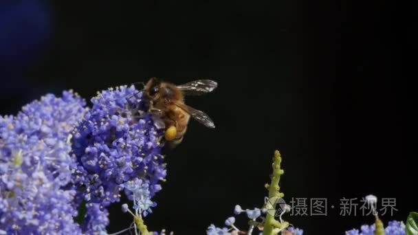 蜜蜂从花中采集花粉