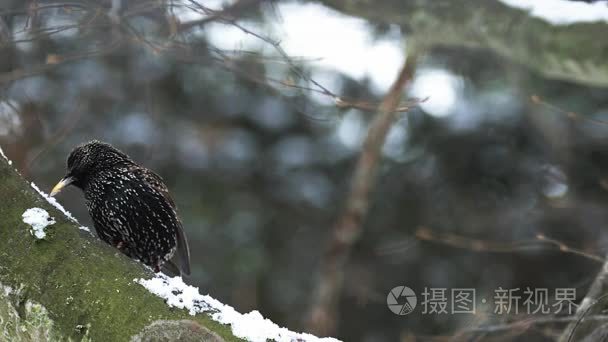 常见的椋鸟、 椋寻常型，抓其喙，诺曼底，慢动作的成人