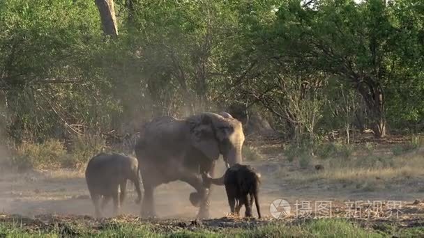 走非洲大象组视频
