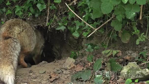红狐狸洞穴入口附近视频