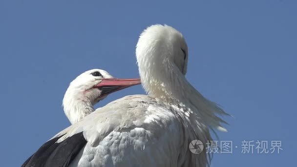 仪容整洁的白鹳双视频