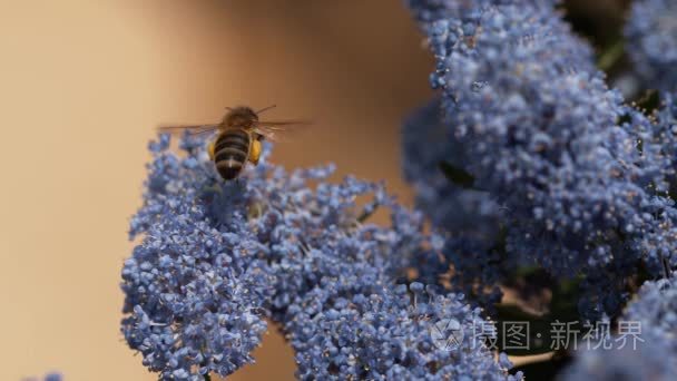 蜜蜂从花中采集花粉