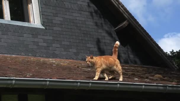 国内的猫在屋顶上行走