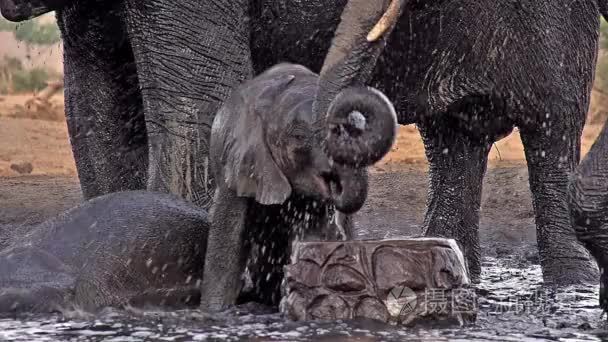 组的饮用水非洲大象视频