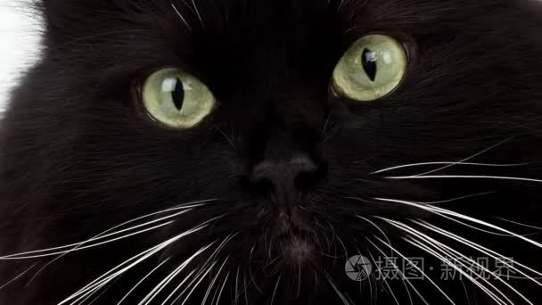 黑色和白色西伯利亚家猫视频