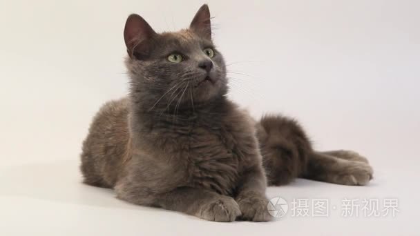 家猫鲁斯