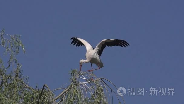 白鹳、 东方白鹳，成人拍打着翅膀，在法国，慢动作阿尔萨斯