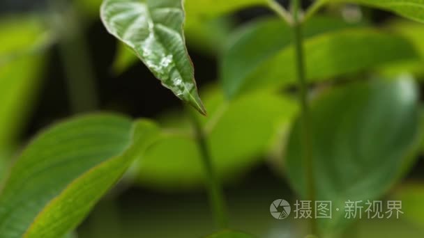 雨滴下落从叶视频