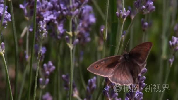 网关守卫蝴蝶采集花蜜视频