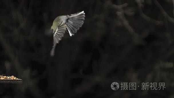 山雀，大山雀，成人在飞行，降落在海槽，诺曼底，慢动作