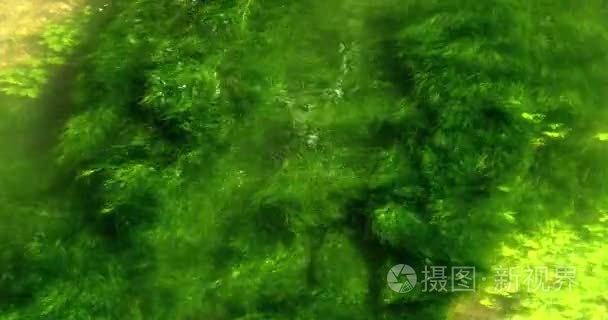 河与水生植物视频