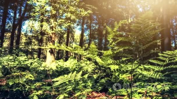 夏季森林在阳光灿烂的日子视频