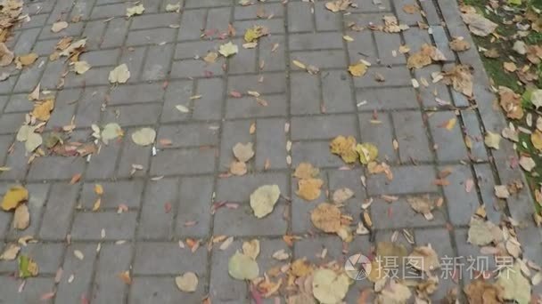 与黄色的树叶秋天人行道视频