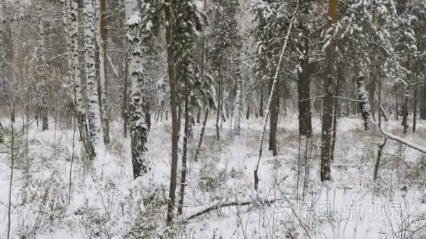 年轻的男运动员赛跑者在冬季森林在雪中运行