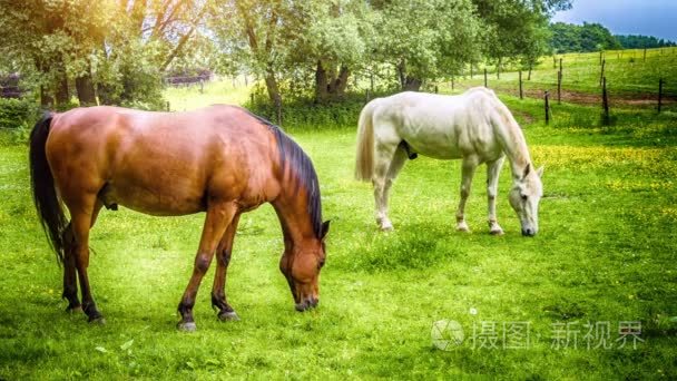 在农业领域的农场马短视频