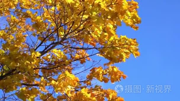 太阳照耀著秋天树叶吹视频