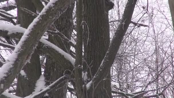 在冬天的老菩提树视频