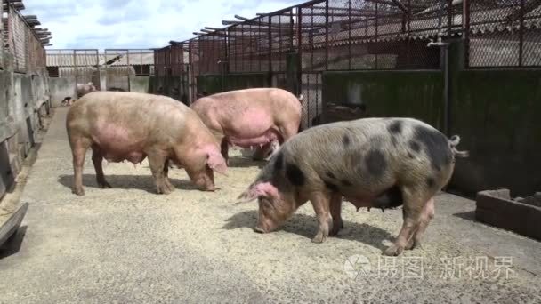 猪在农场中吃相机锅