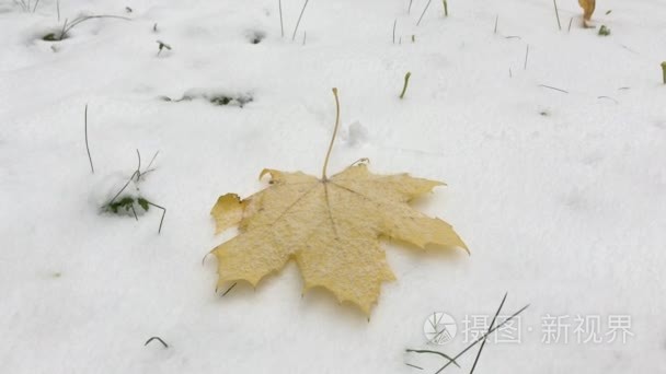 枫叶上白色的雪视频