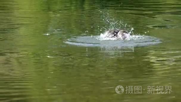 鸭浮在水面上视频