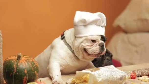 法国斗牛犬在烹煮食物的厨师帽视频