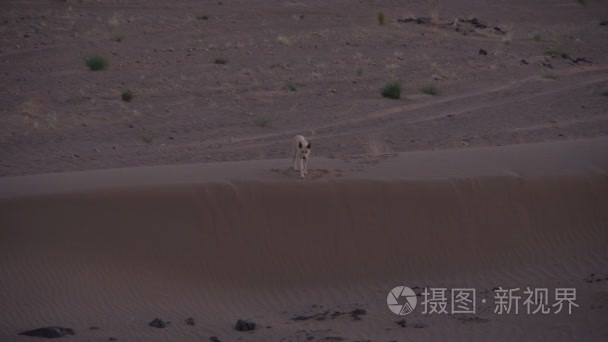 在撒哈拉沙漠中的柏柏尔营内视频