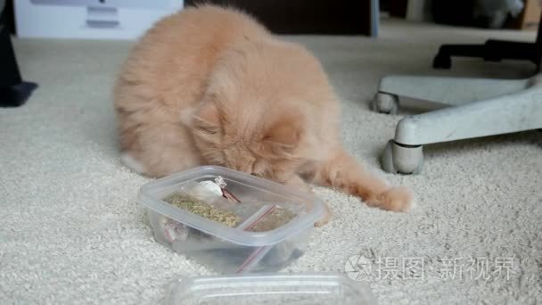 关闭了波斯猫玩猫薄荷玩具视频