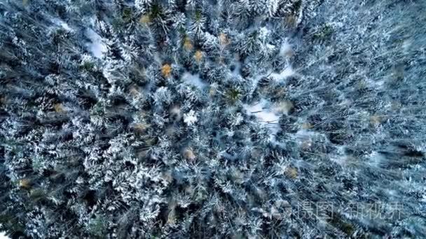 在冬天的松树林的鸟瞰图