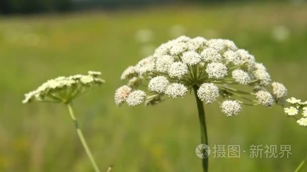 白田花在风中摇摆视频