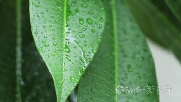 关闭落在绿色的叶子上的雨滴